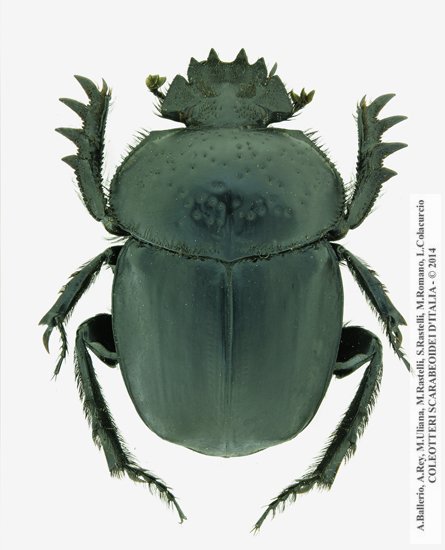 Ateuchetus semipunctatus